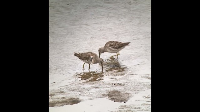 Long-billed Dowitcher - ML614251831