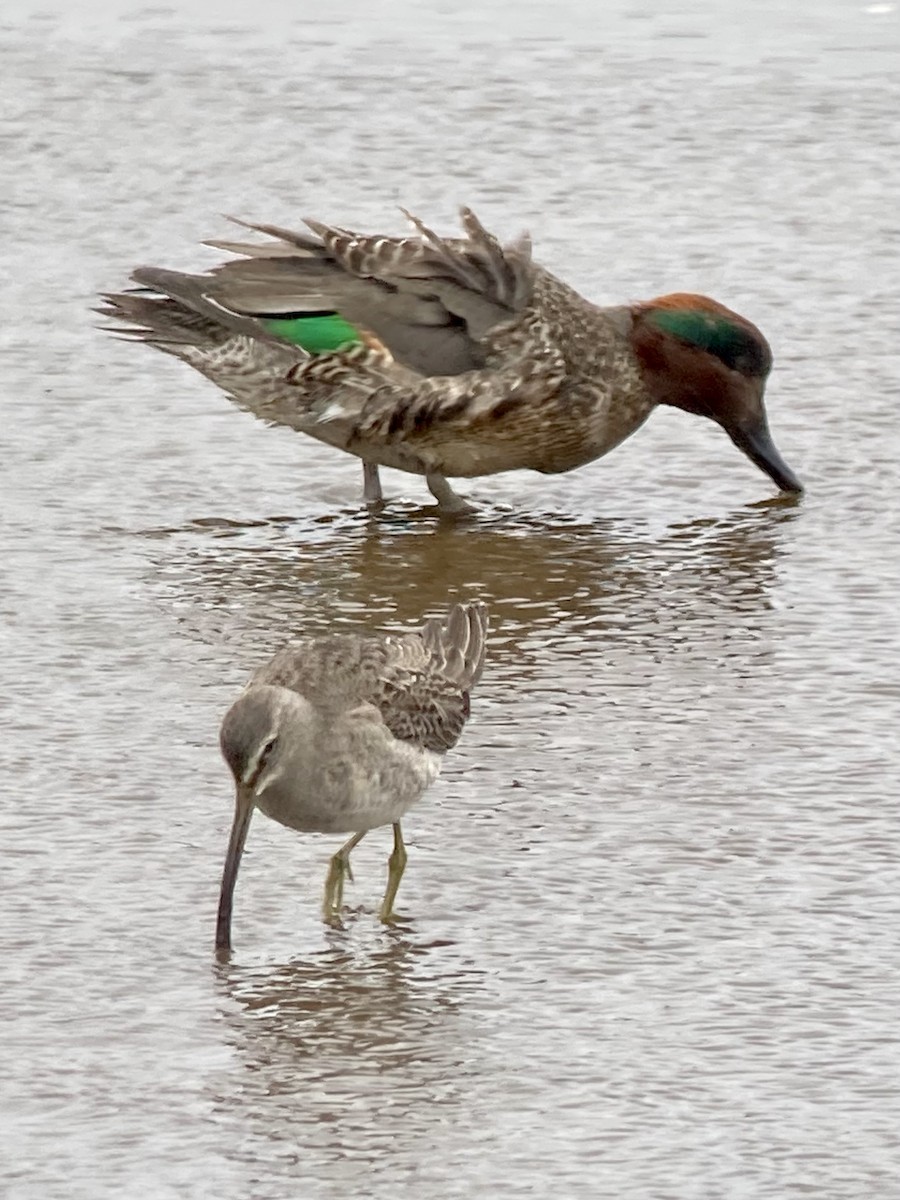 Long-billed Dowitcher - ML614251863