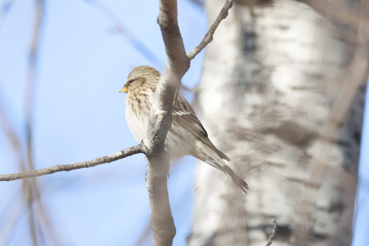 Common Redpoll - Chris Daly