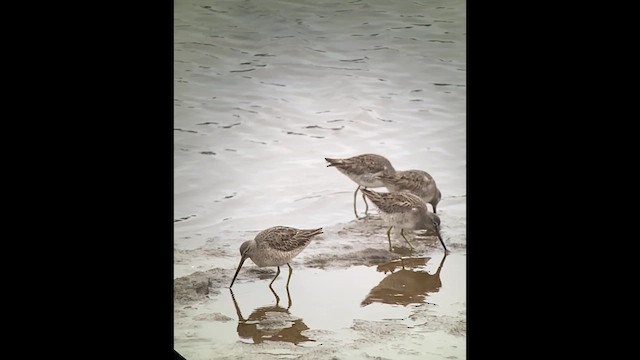Long-billed Dowitcher - ML614251924
