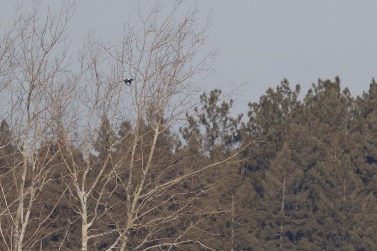 Black-billed Magpie - Chris Daly