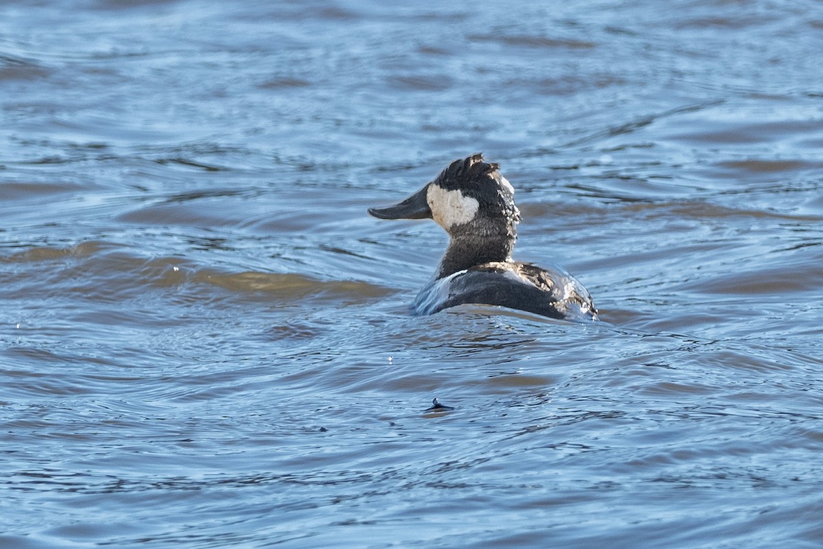 Ruddy Duck - Doug Norwood