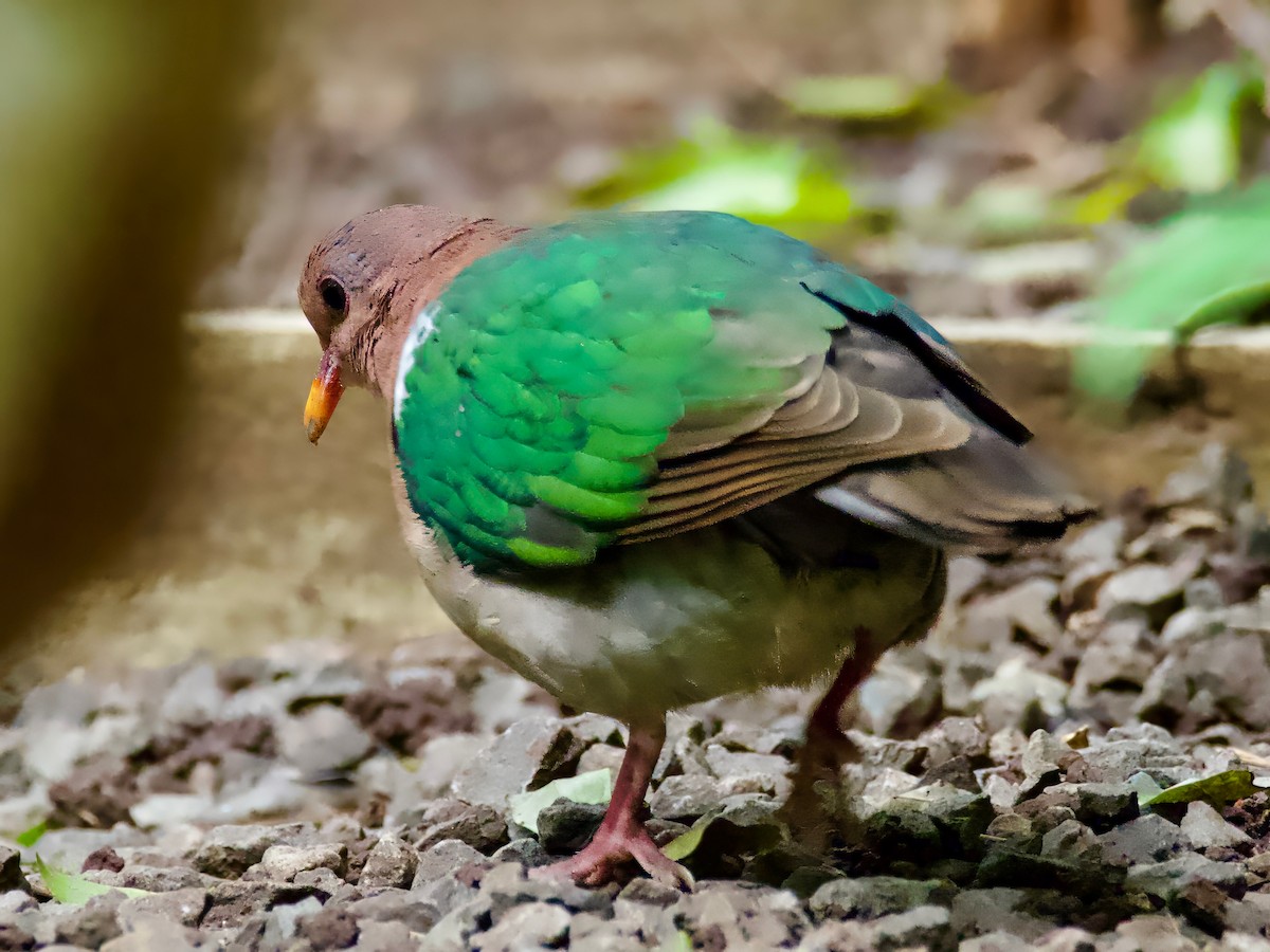 Pacific Emerald Dove - David Boyle