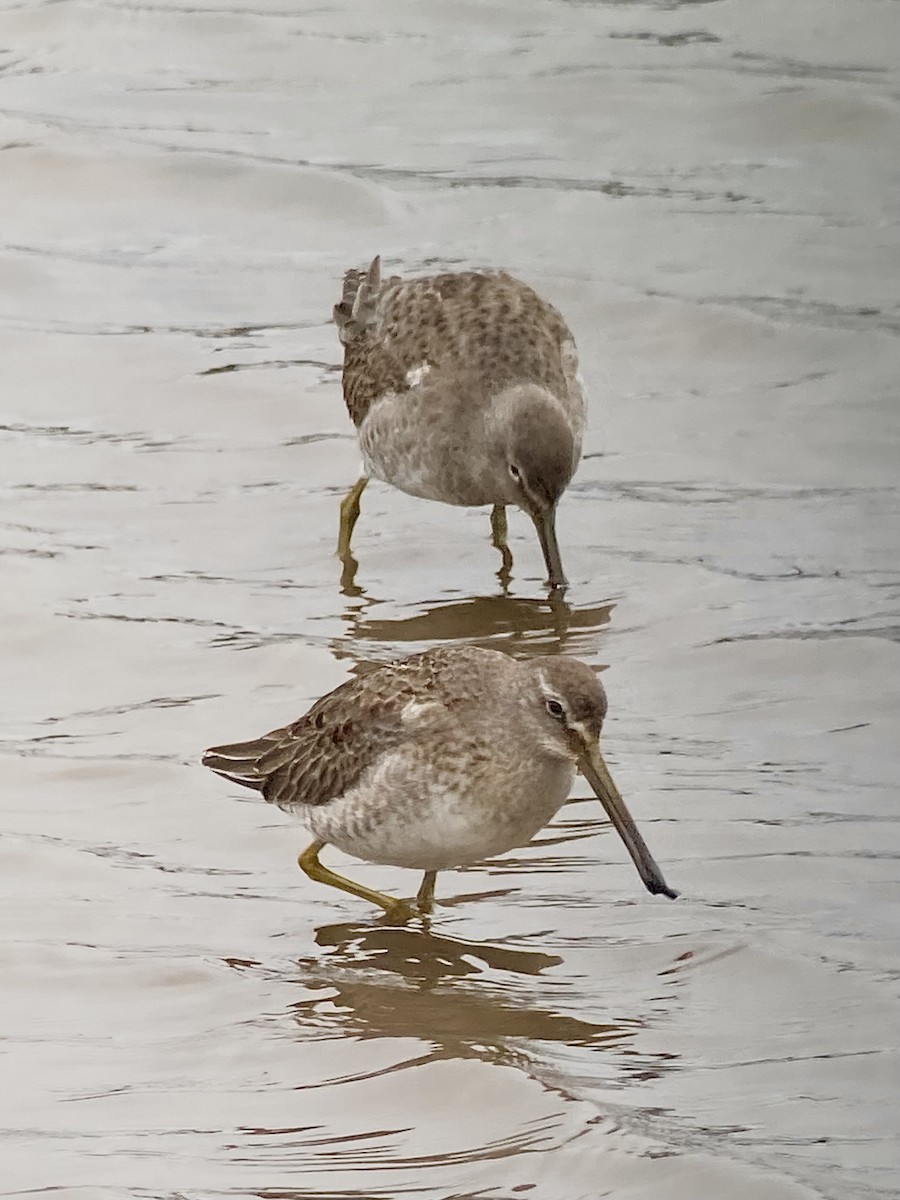 Long-billed Dowitcher - ML614252003