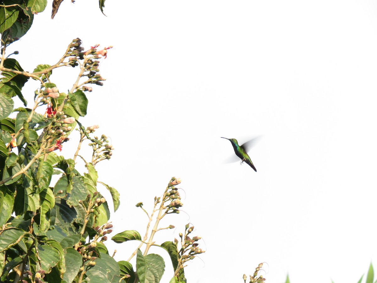 Black-throated Mango - ML614252014