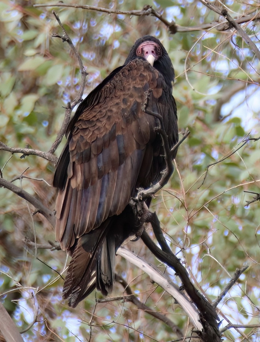 Turkey Vulture - ML614252079