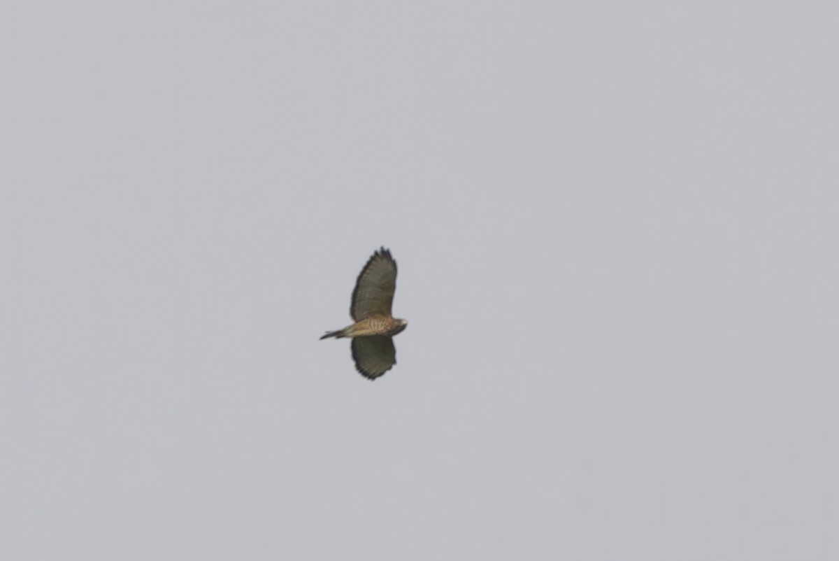 Broad-winged Hawk (Caribbean) - ML614252111