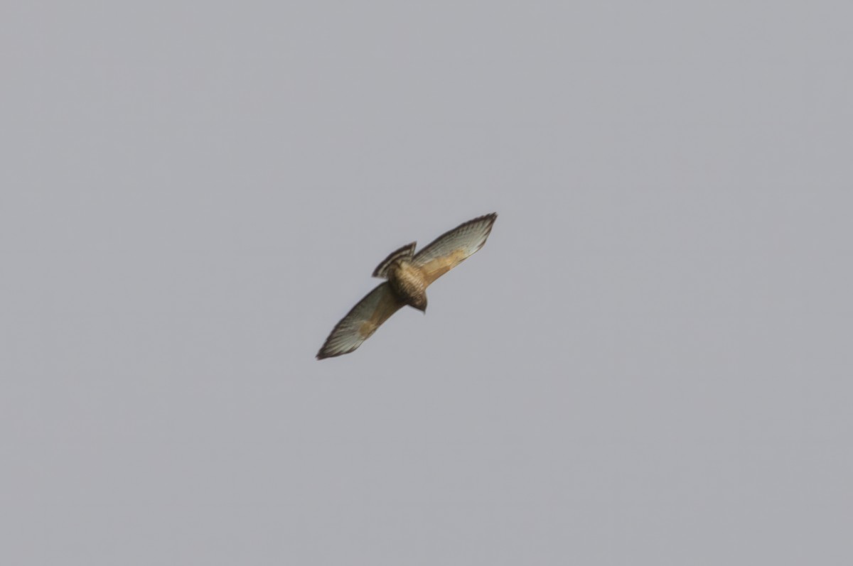 Broad-winged Hawk (Caribbean) - ML614252112