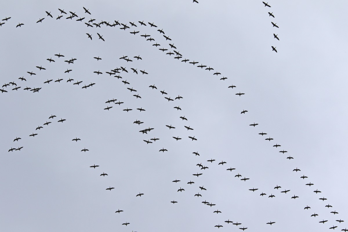 Snow Goose - M Lombard