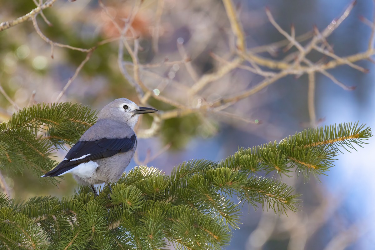 Clark's Nutcracker - ML614252251