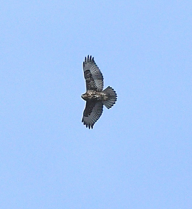 Red-tailed Hawk - ML614252325