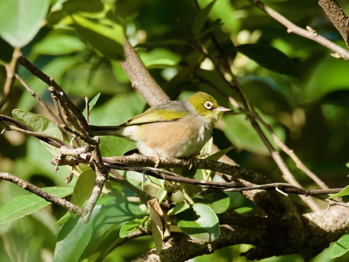 Silvereye - ML614252352