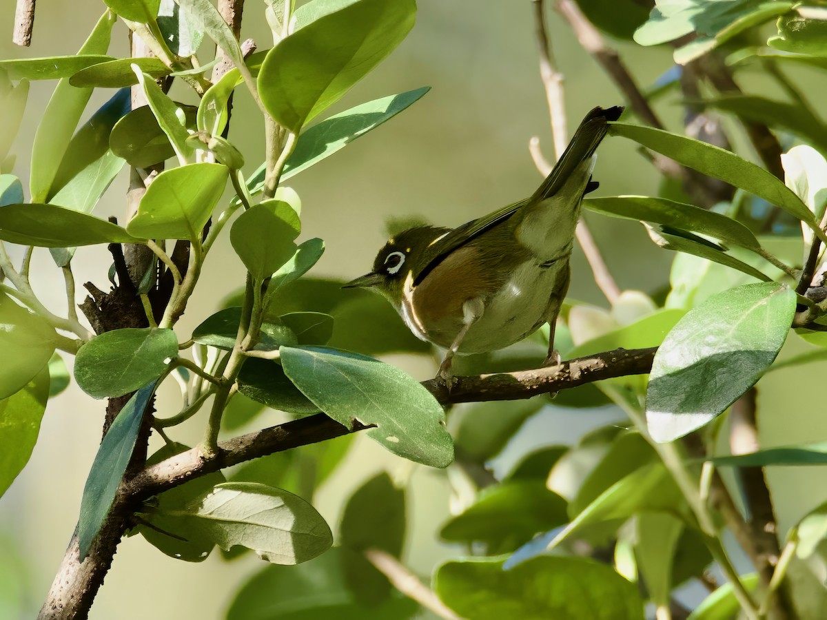 Silvereye - ML614252353