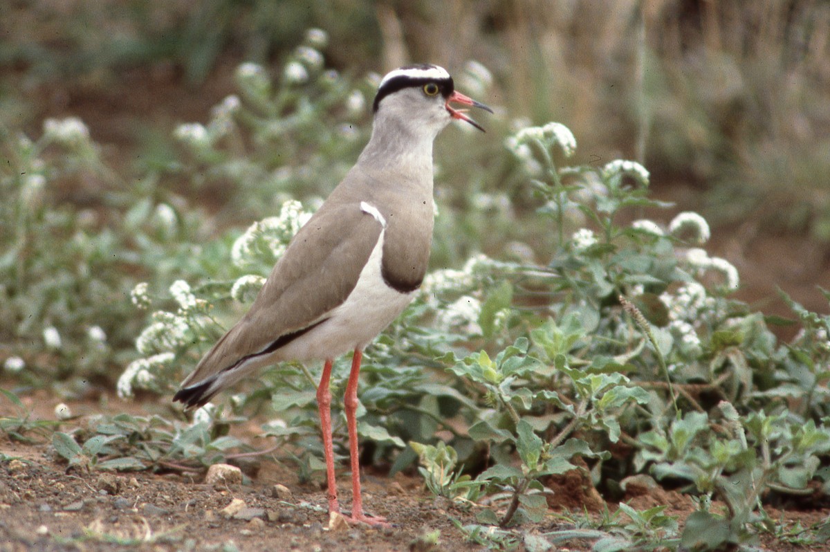Crowned Lapwing - ML614252370