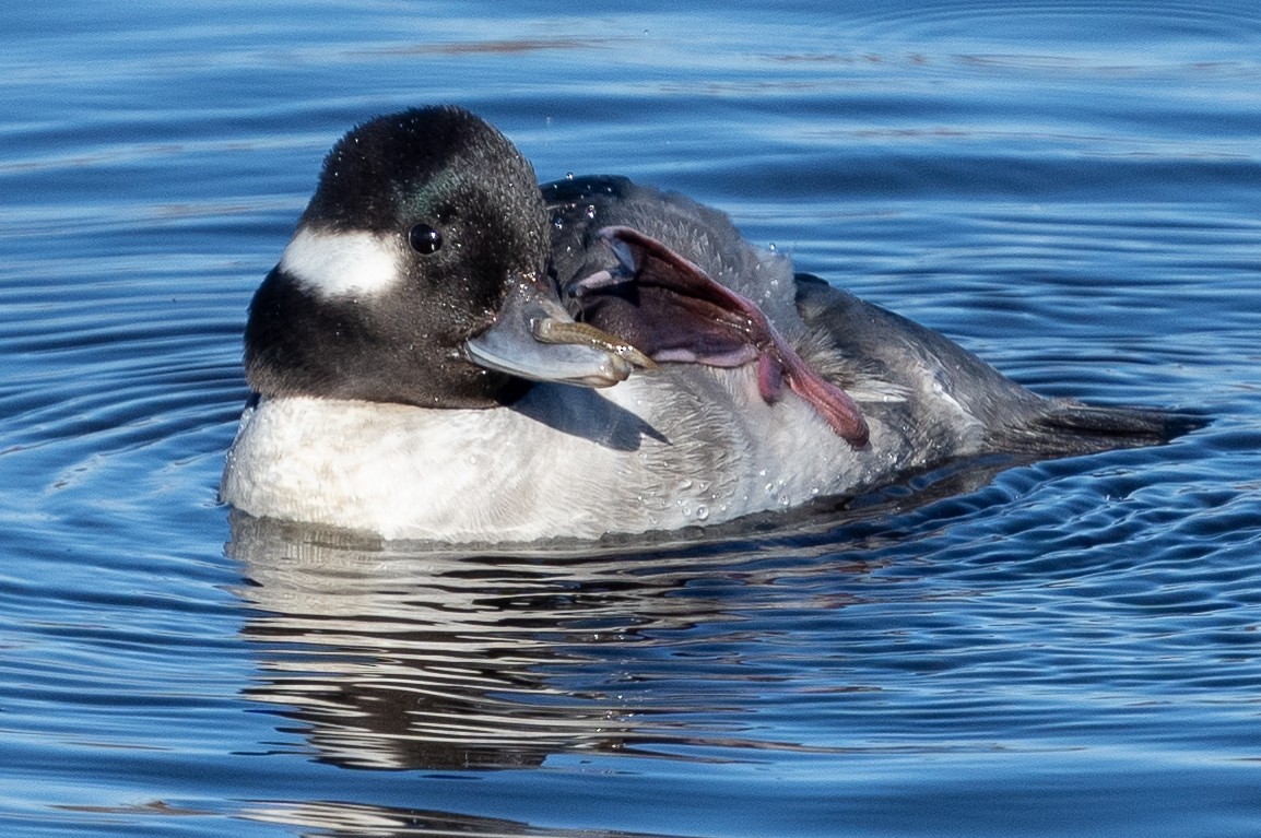 Bufflehead - ML614252501