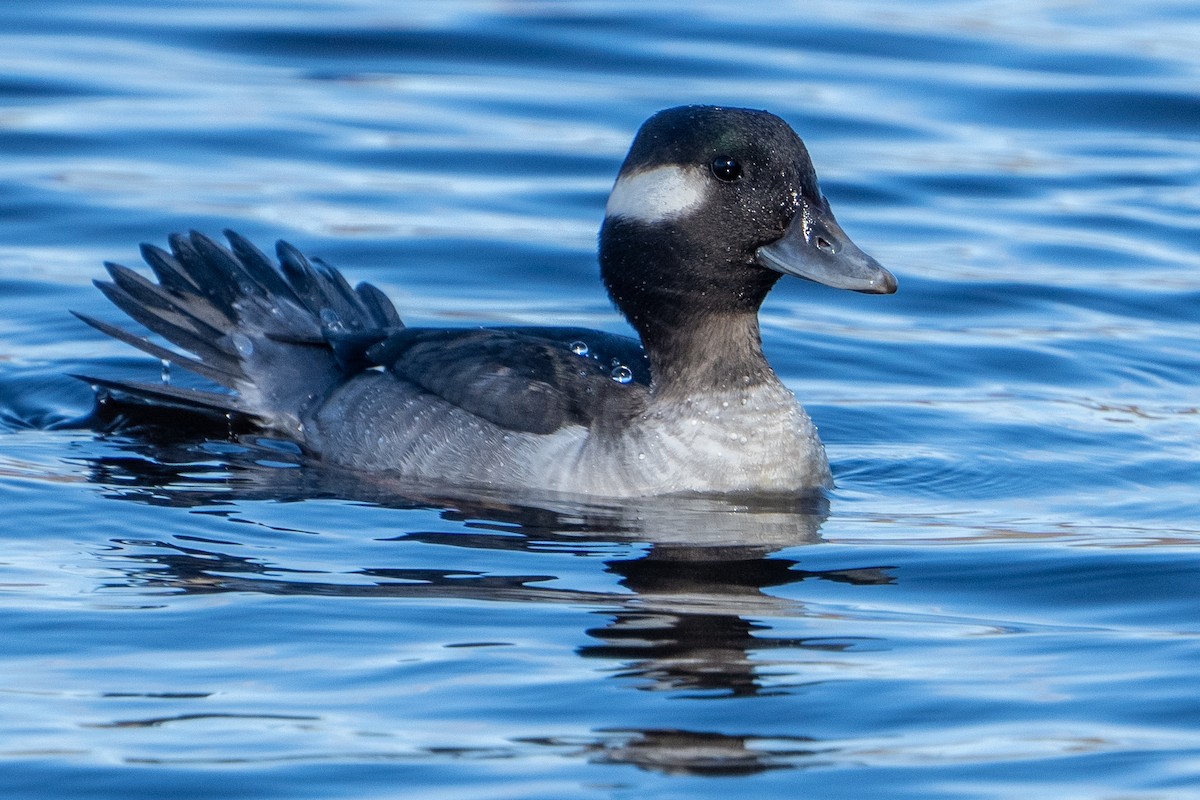 Bufflehead - ML614252502