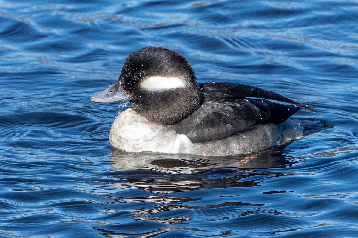 Bufflehead - ML614252504