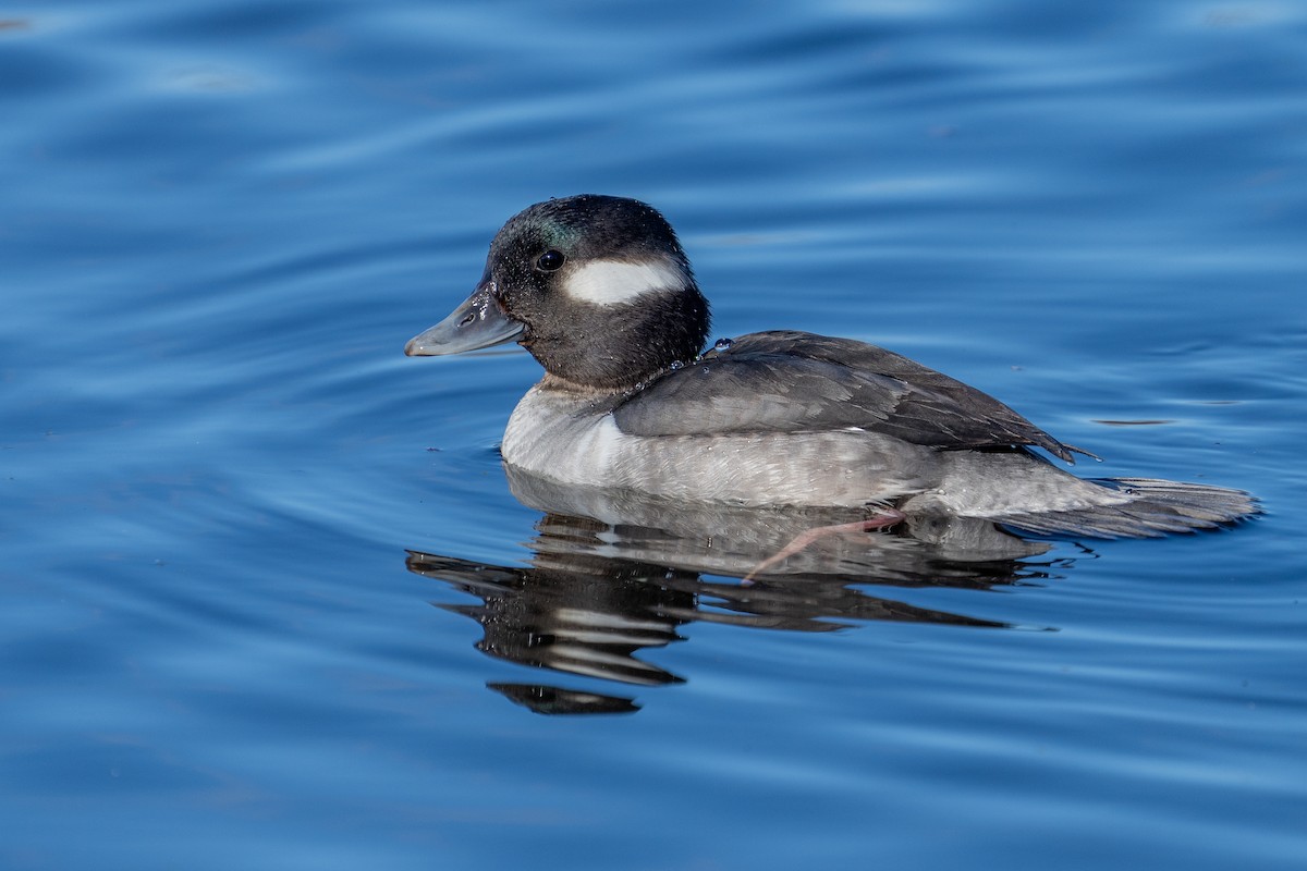 Bufflehead - ML614252508