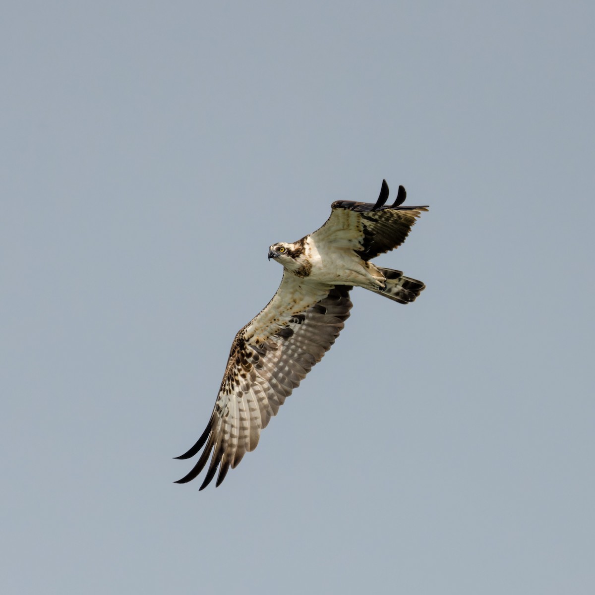 Osprey - ML614252567