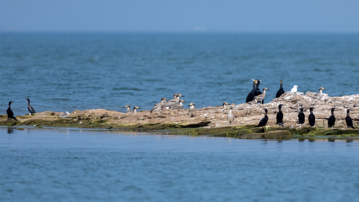 Great Thick-knee - ML614252585