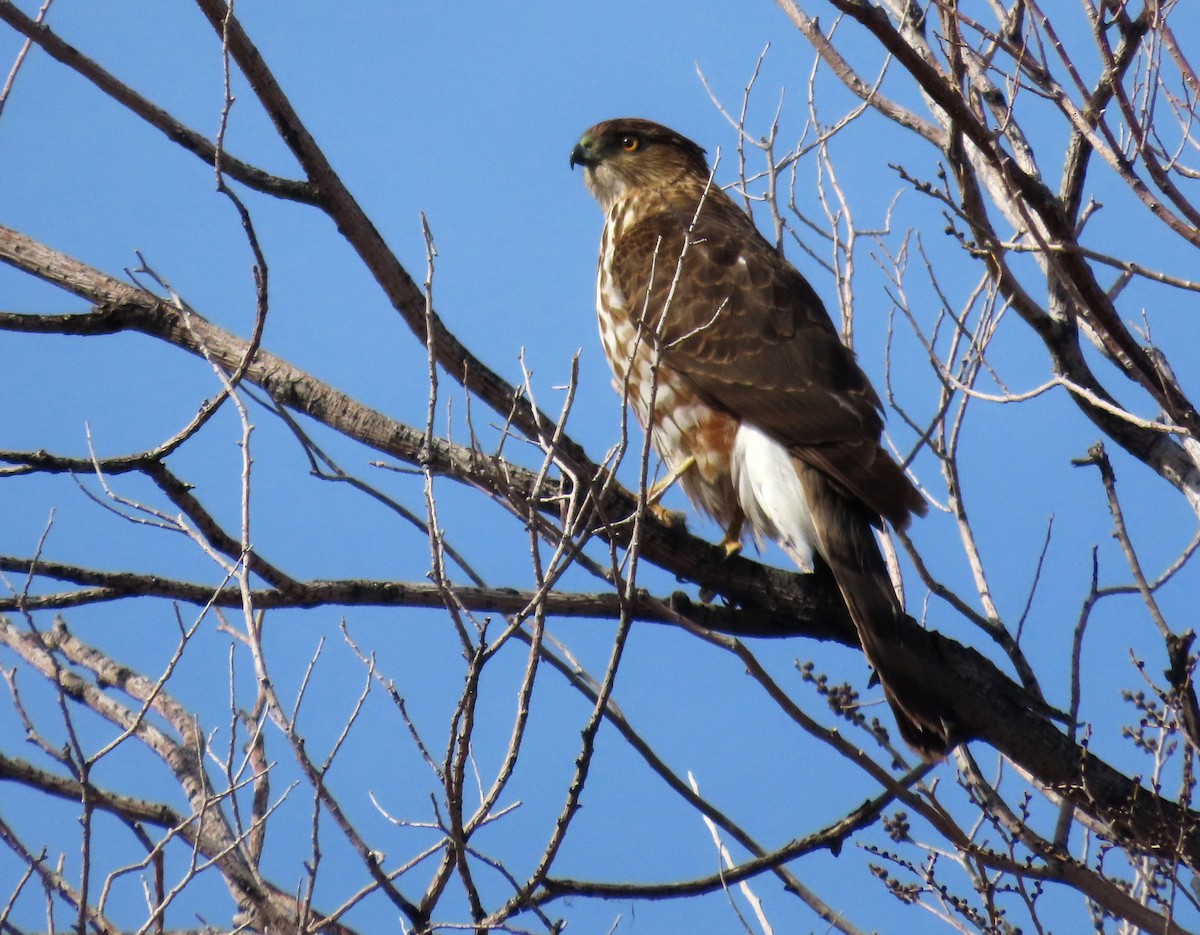 Cooper's Hawk - ML614252588