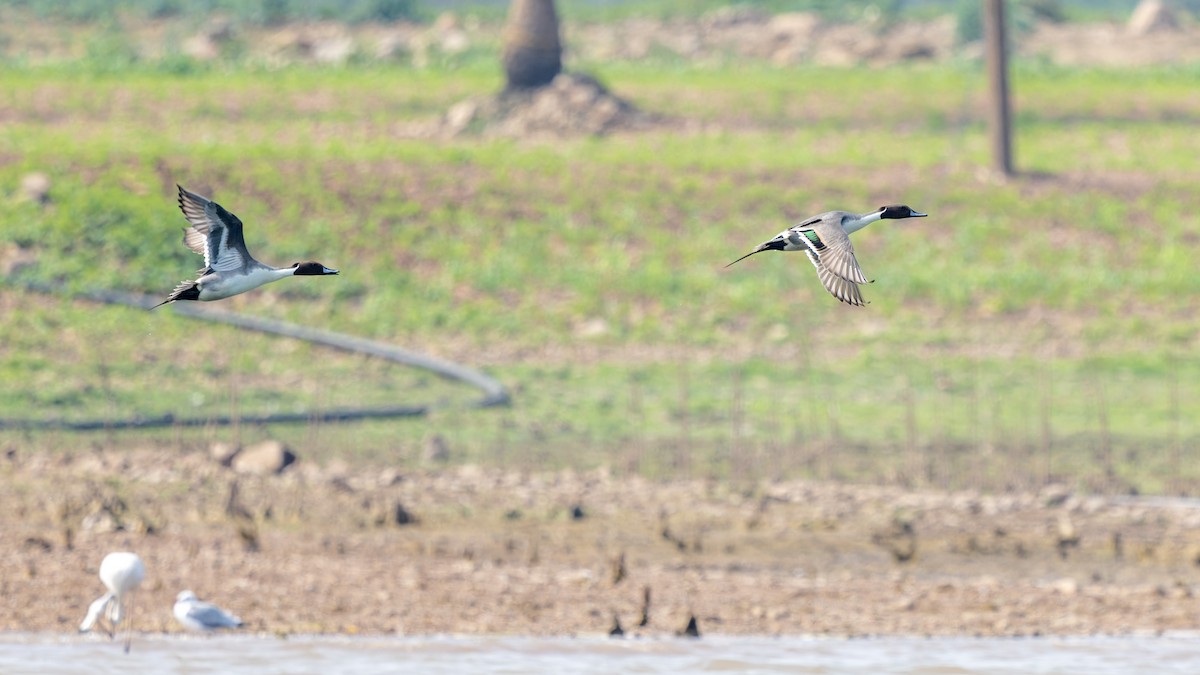 Northern Pintail - ML614252609