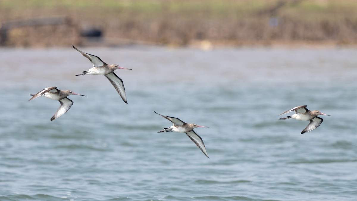 Black-tailed Godwit - ML614252612