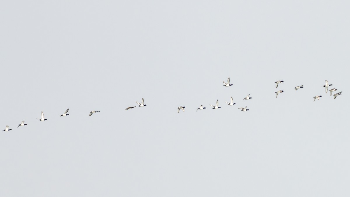 Tufted Duck - ML614252621