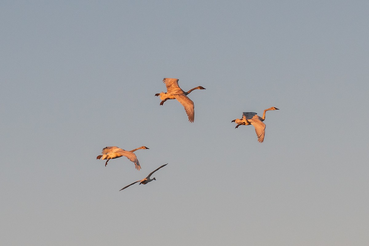 Trumpeter Swan - ML614252643