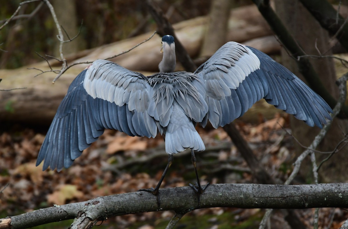 Great Blue Heron - Chaiby Leiman