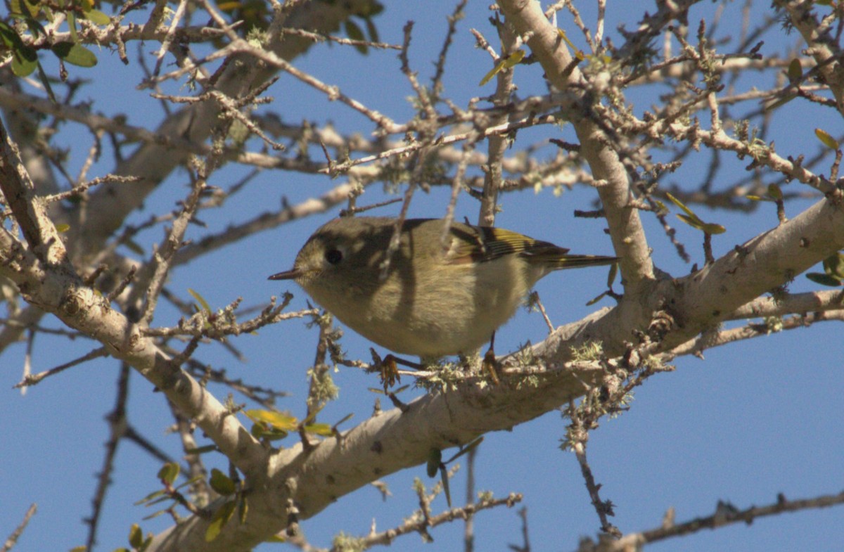 Ruby-crowned Kinglet - ML614252697