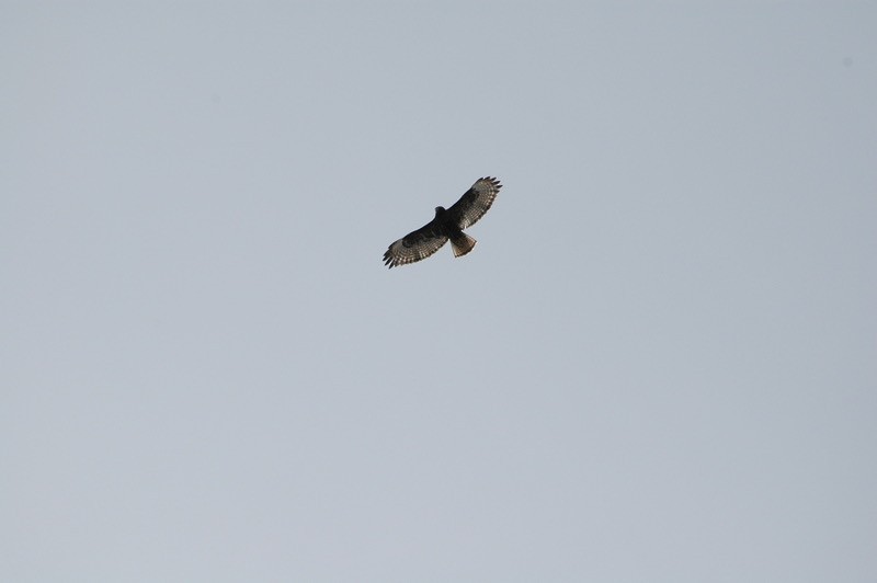 Red-tailed Hawk - ML614252700