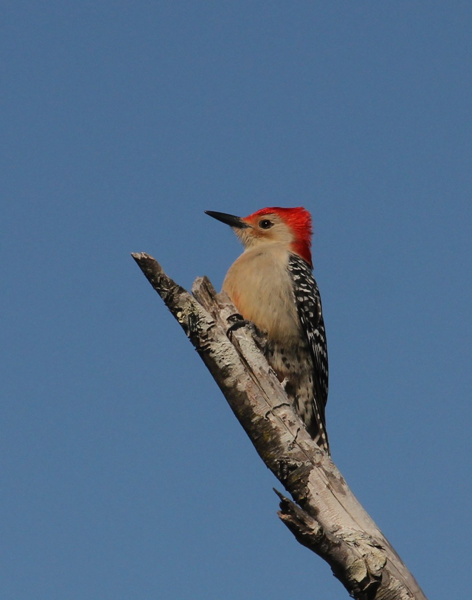 Red-bellied Woodpecker - ML614252703
