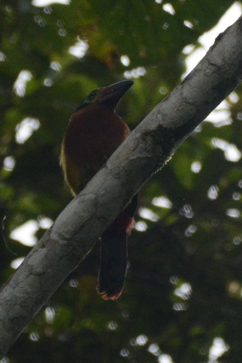 Golden-collared Toucanet (Red-billed) - ML614252741