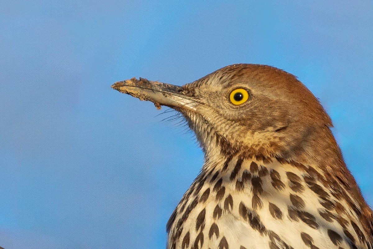 Brown Thrasher - ML614252775