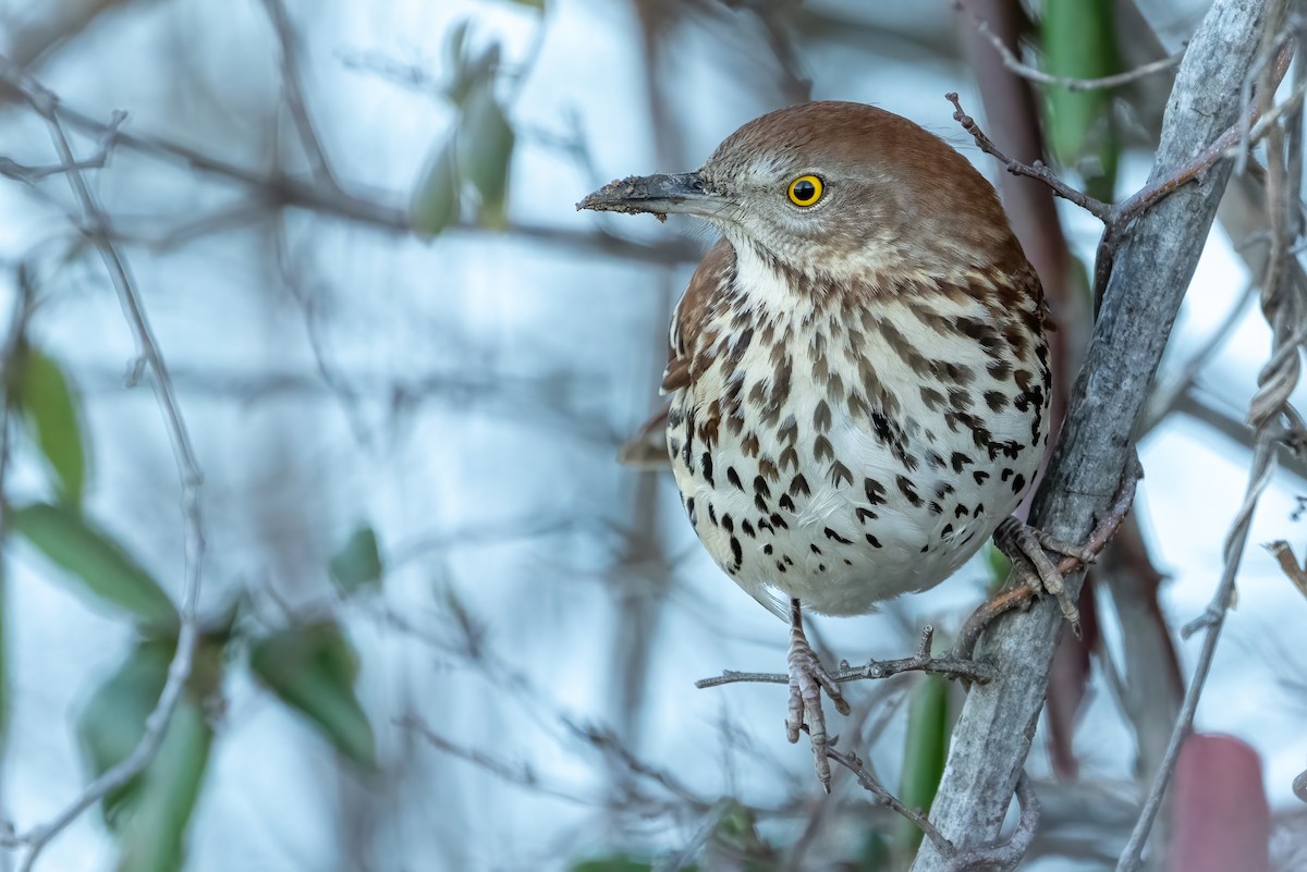 Brown Thrasher - ML614252776