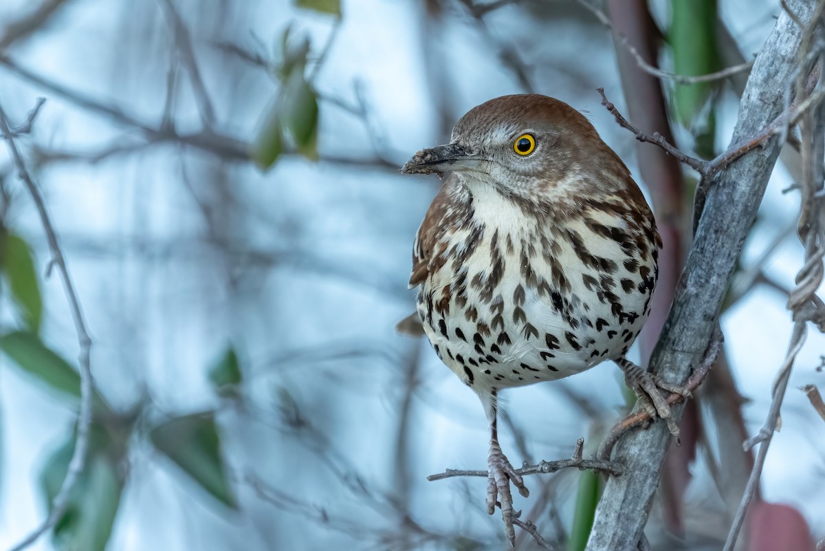 Brown Thrasher - ML614252778