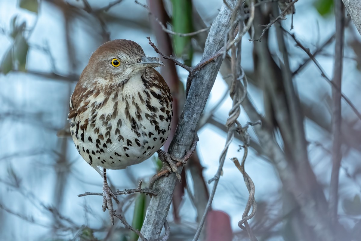 Brown Thrasher - ML614252779