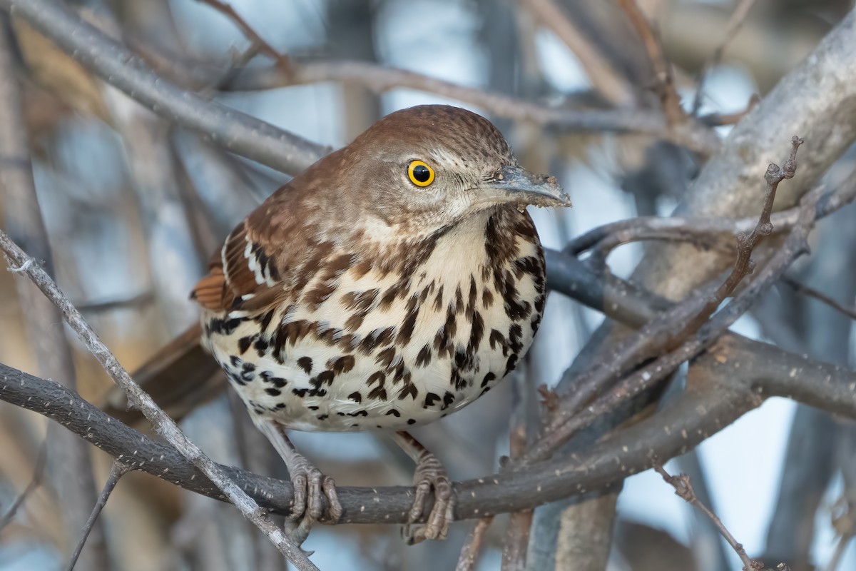 Brown Thrasher - Bill Wood