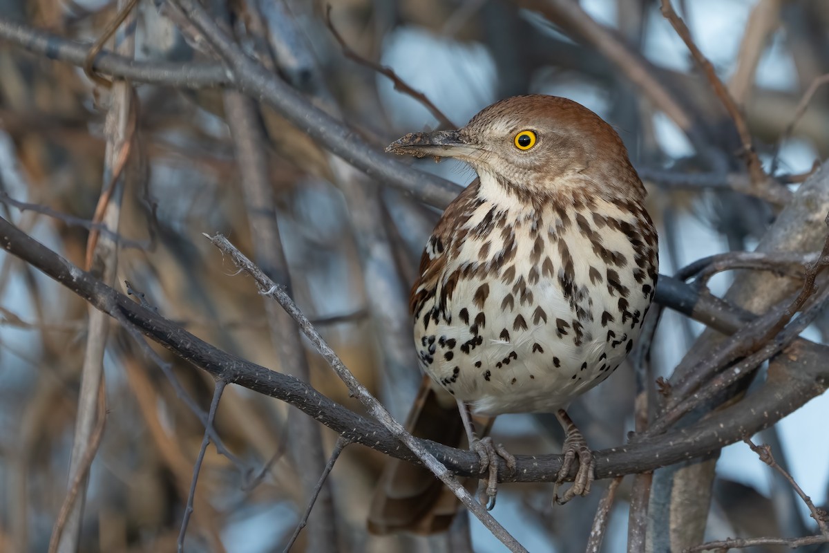 Brown Thrasher - ML614252783