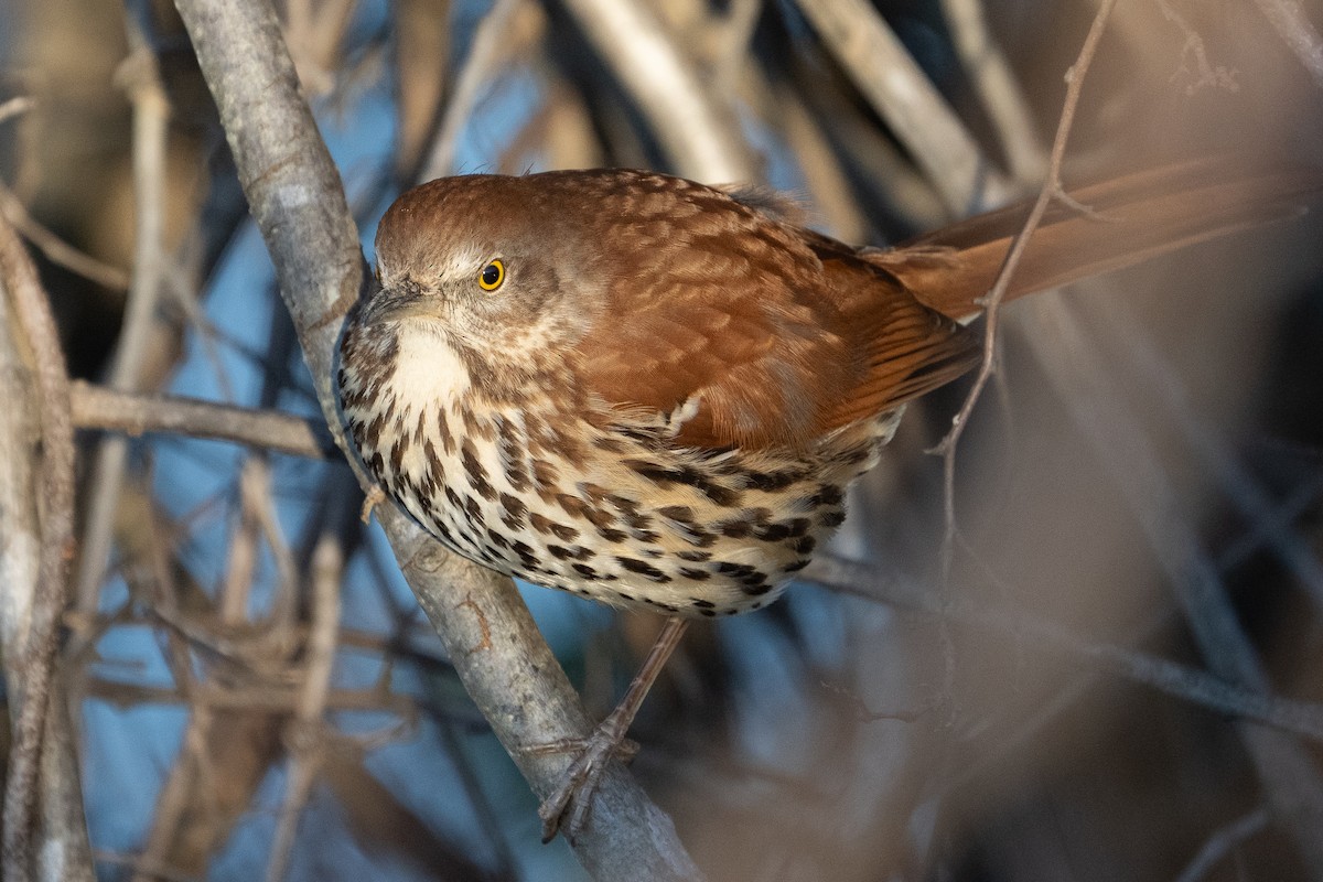 Brown Thrasher - ML614252784