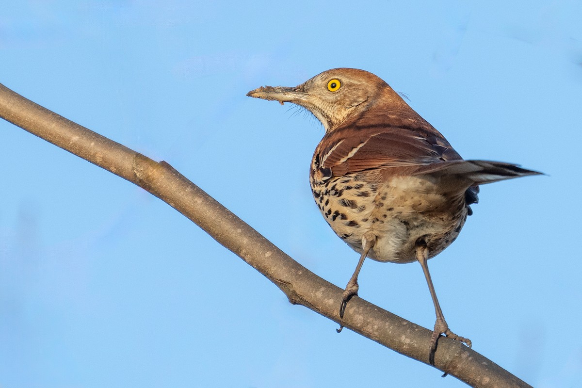 Brown Thrasher - ML614252785