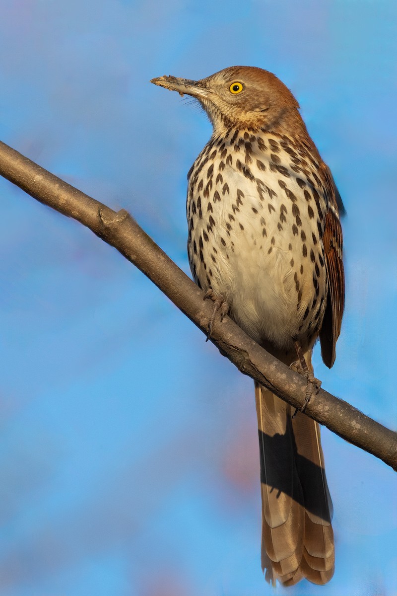 Brown Thrasher - ML614252786