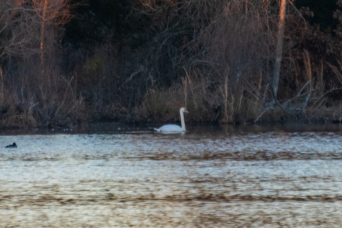 Mute Swan - ML614252805