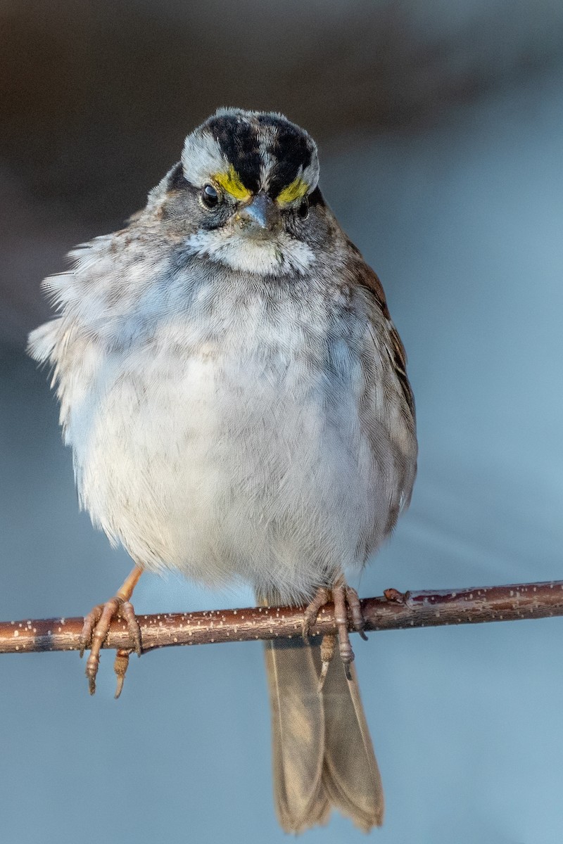 White-throated Sparrow - Bill Wood