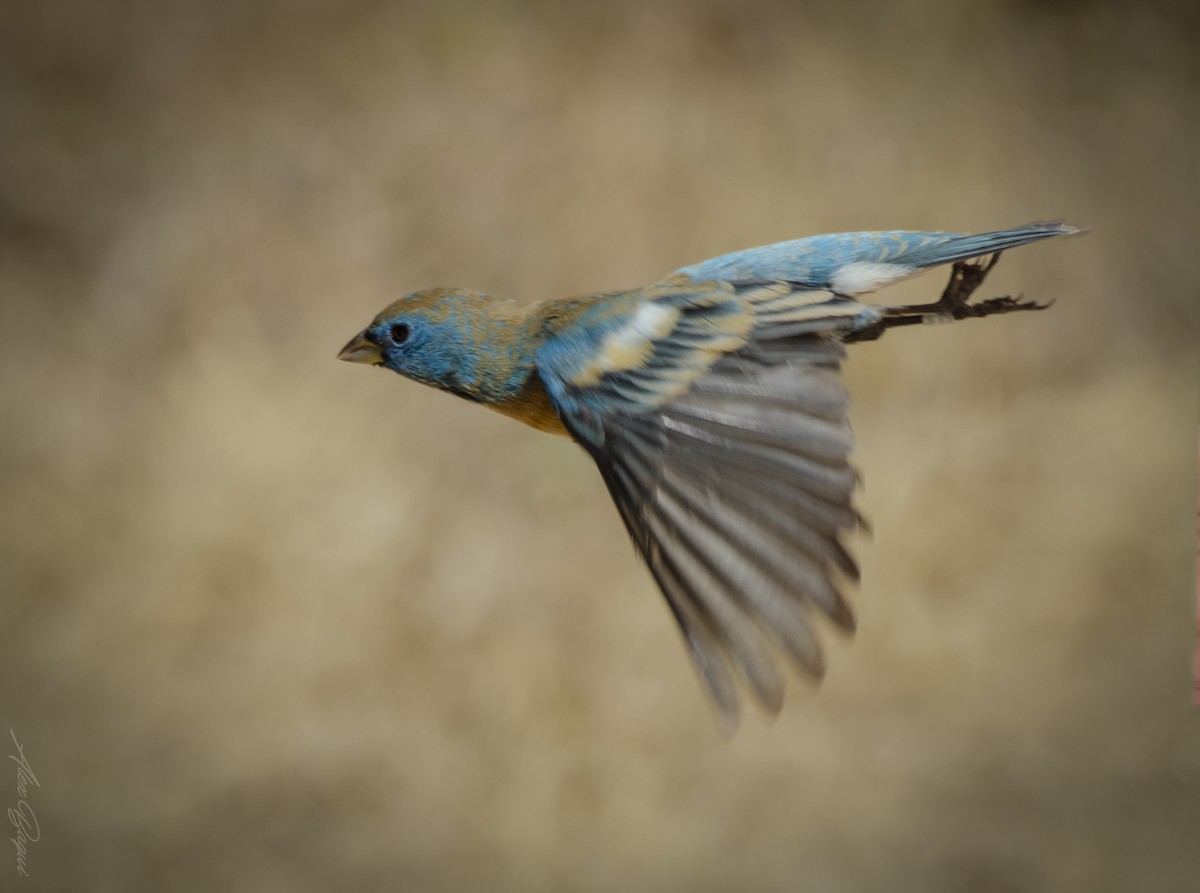 Lazuli Bunting - ML614253010