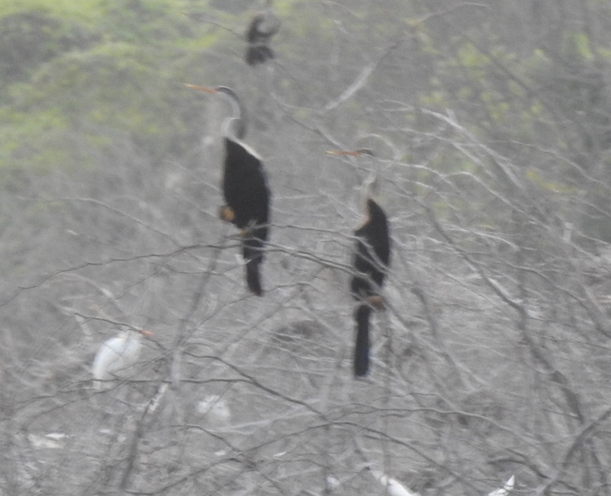 anhinga indomalajská - ML614253082