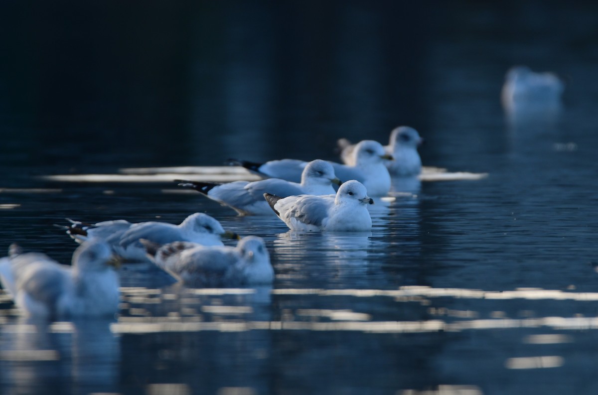 Ring-billed Gull - ML614253083