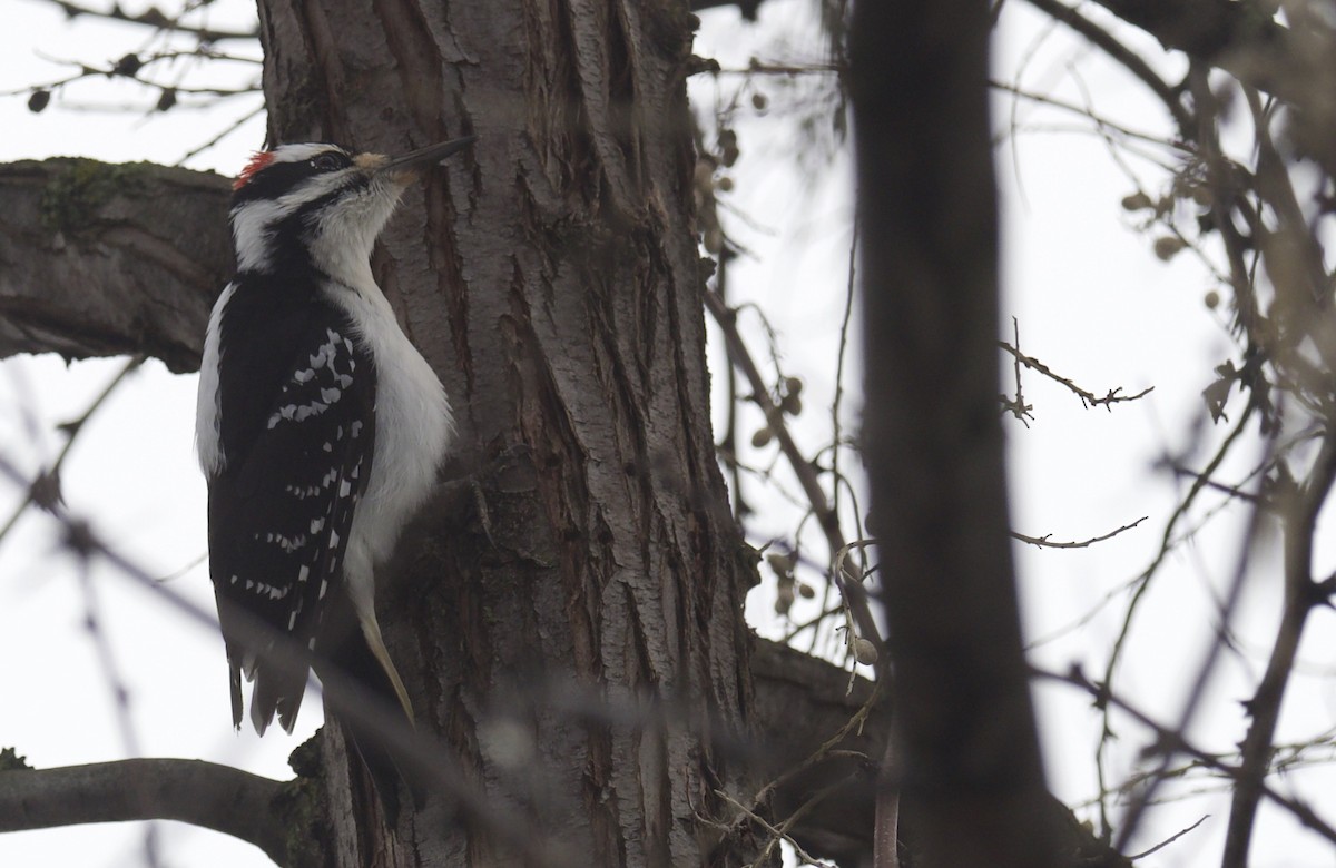 Hairy Woodpecker - ML614253088