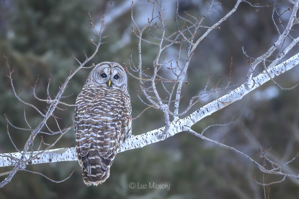 Barred Owl - Mio Winkle